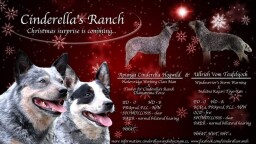 letáček oznámení krytí